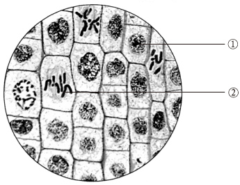 植物根尖分生区细胞 Www Shianwang Com