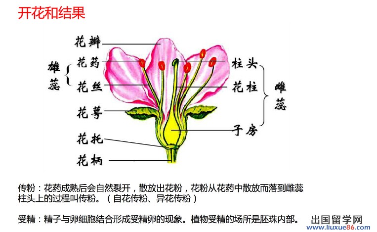 开花和结果