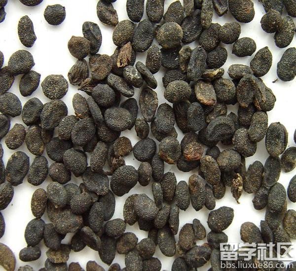 补骨脂的食用方法