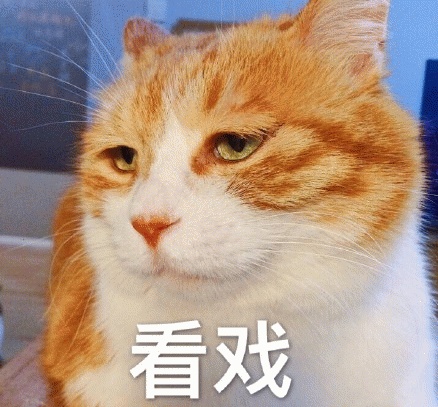 橘猫表情包-橘猫表情包出处