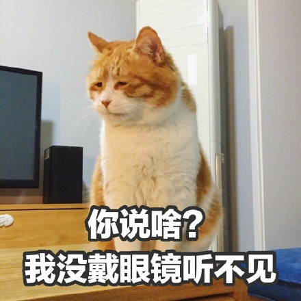 橘猫表情包