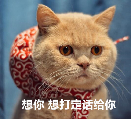 橘猫表情包