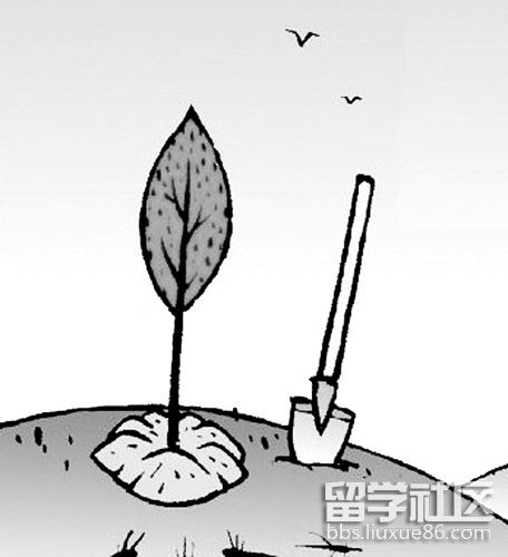 简笔画小树苗