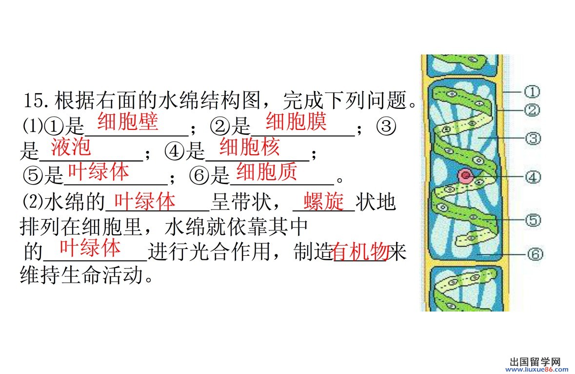 水绵细胞的结构示意图图片