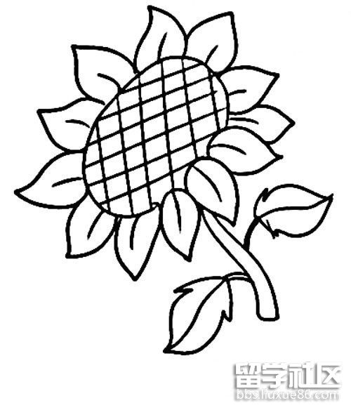 花的简笔画—向日葵