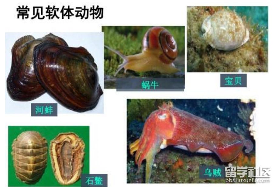 软体动物 恐惧症图片